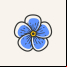Forget-me-not