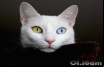 Winsome Cats Free Screensaver